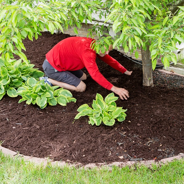 the cost of mulch installation varies depending on the size of the area and the type of mulch used